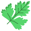 Coriander Leaf