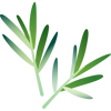 Rosemary